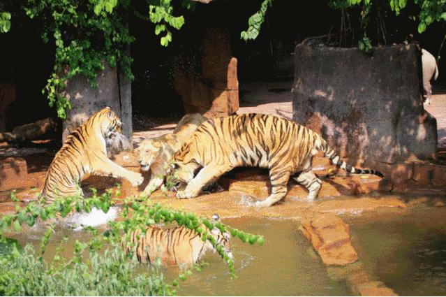2020顺德航空航天特技飞行展，7月20日盛大启航