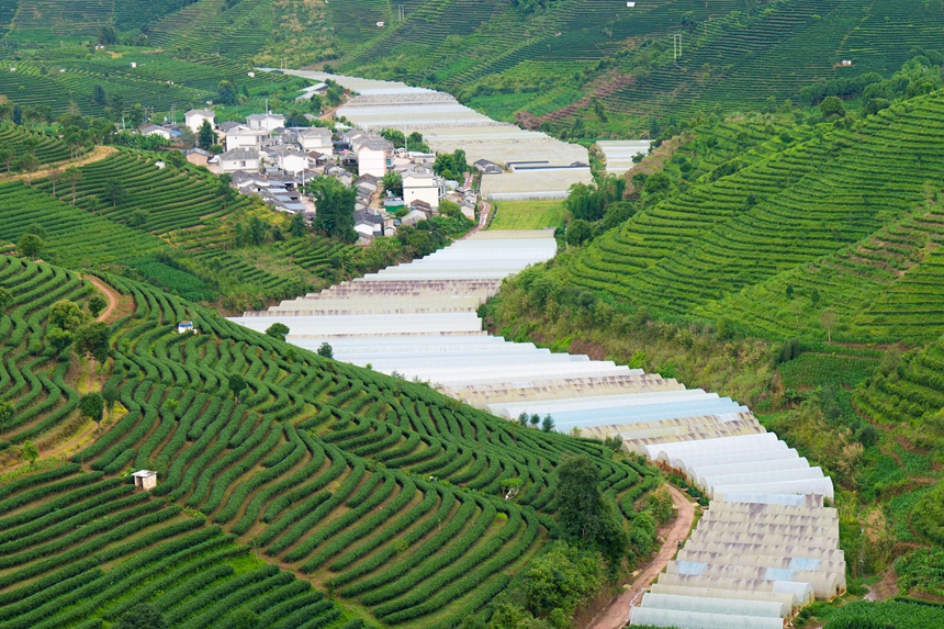 云南省普洱市的茶园漫山遍野。人民网王星 摄