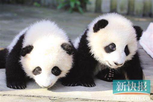 成都大熊猫双胞胎被命名为“奥林匹亚”和“福娃”